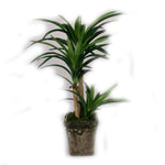 Light Green Yucca Artificial Plant - 14 inches - Jodhpuri Online